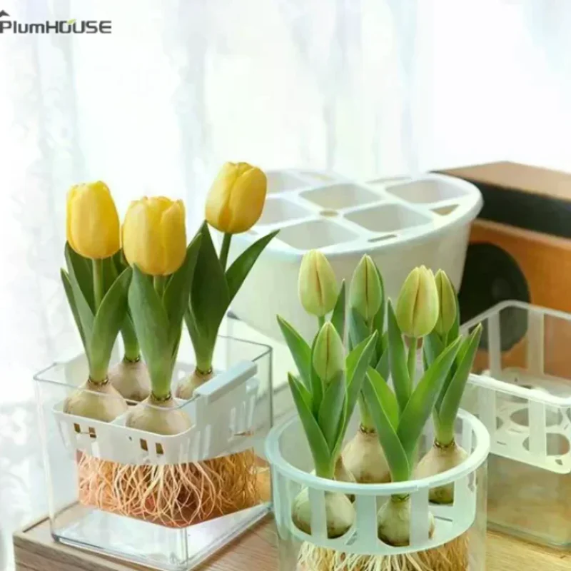 

Tulip Grow Kit Acrylic Basin Root Check Strong Stable 4 5 Hole Basket Bulb Care Simple Indoor Decor Hydroponic Planter