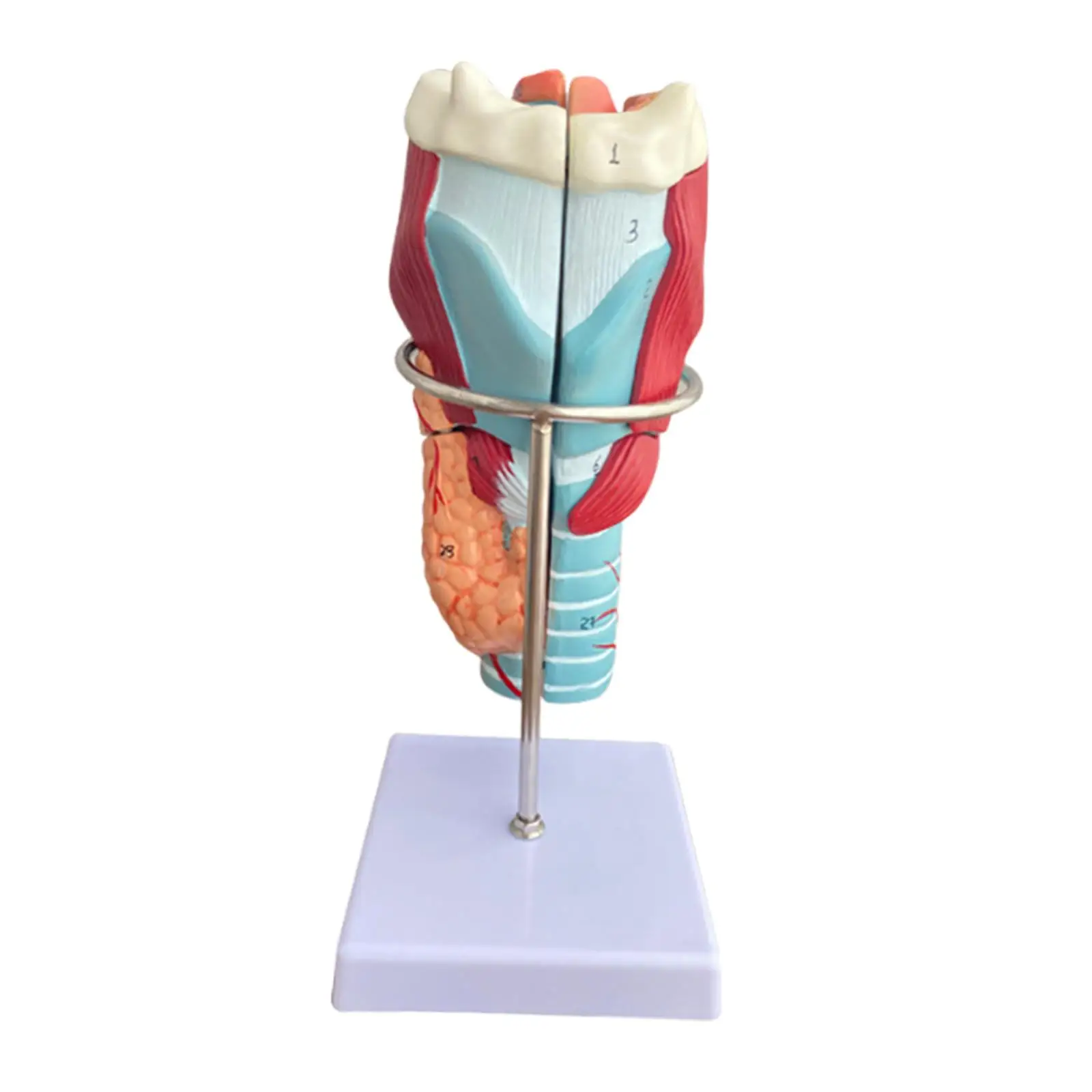 Modelo anatómico de laringe humana, 2x ayuda de enseñanza ampliada, herramienta de educación científica para investigación, aula, aprendizaje, estudio escolar