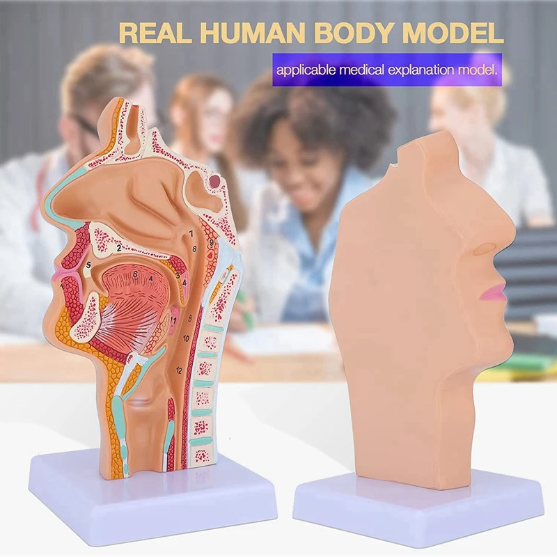 3X Nasal Cavity Throat Anatomy Model Human Anatomical Pharynx Larynx Model For Students Study Display Teaching