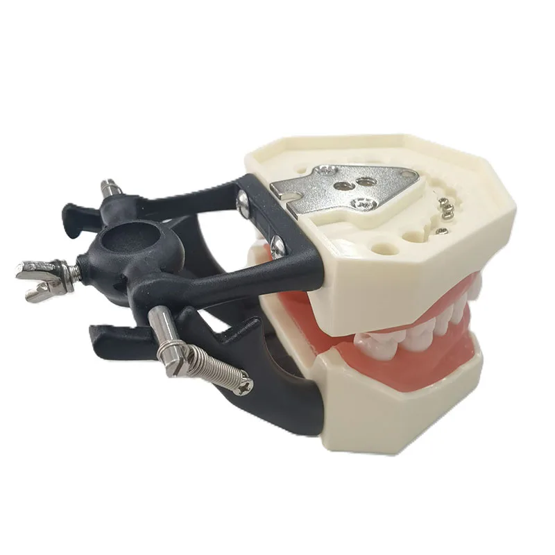 Human Dental Practice Model Detachable Teeth Model with Silicone Gum