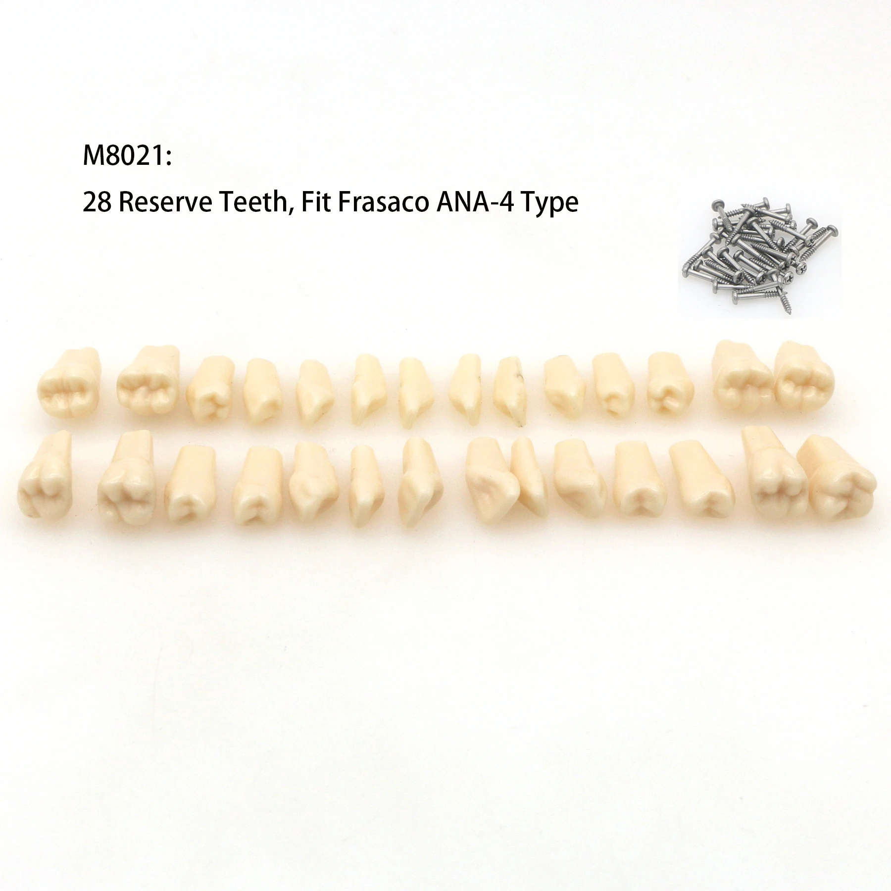 28 قطعة للأسنان تناسب Frasaco ANA-4 Typodont استبدال المسمار في الأسنان نموذج M8021 #3