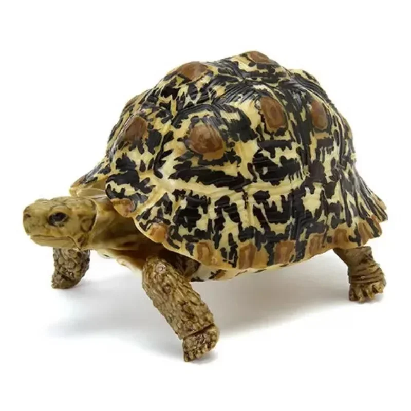 Different Style Gashapon Collection Ornament Figure Model Toys Biology Illustrated Guide Leopard Tortoise