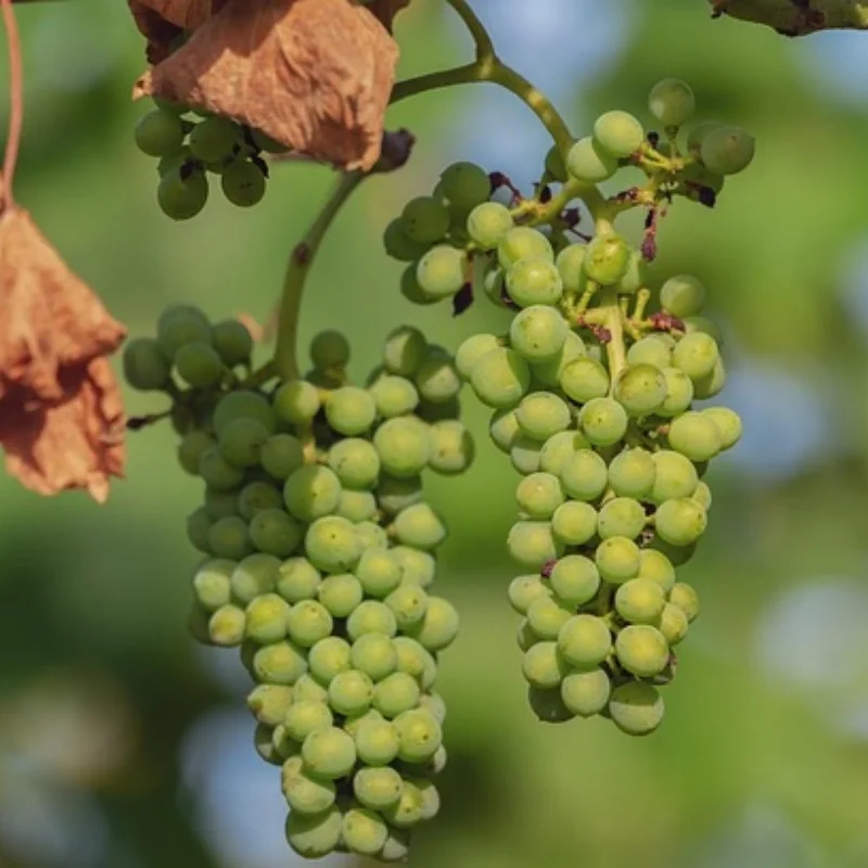 

Для 1/10 4-TEC DRIFT MUSTANG Держатель аккумулятора Прочный кронштейн для аккумулятора Простая установка и надежность Поддержка длительного использования