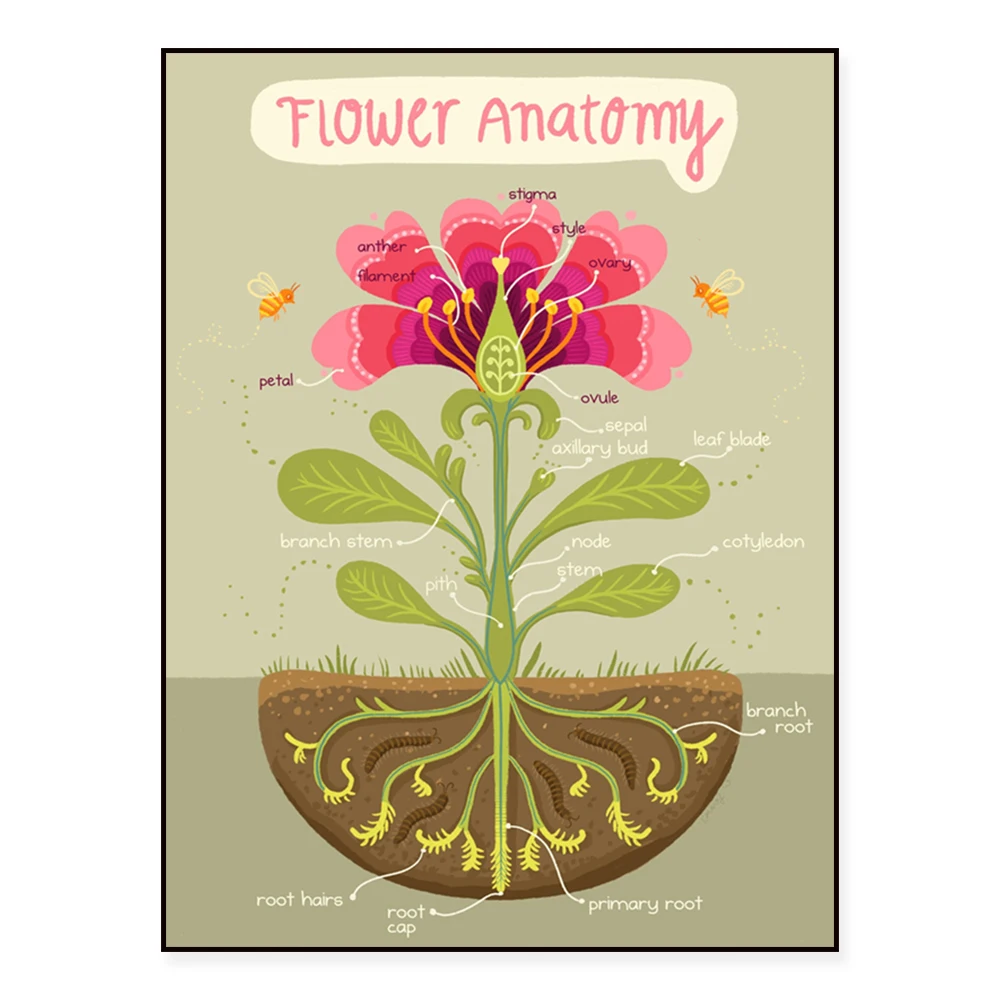 

flower infographic, flower anatomy, mushroom anatomy, mushroom infographic poster vintage poster floral canvas decor picture