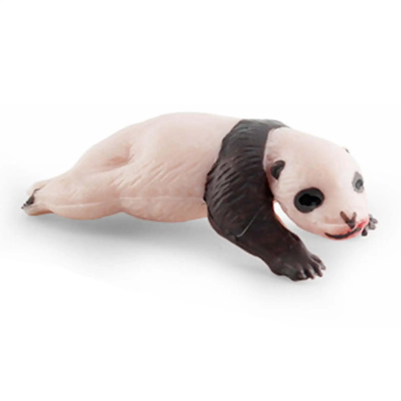 Levenscyclus Dierenfiguren Speelgoed 4 fasen van dierengroeicyclusmodellen Peuters