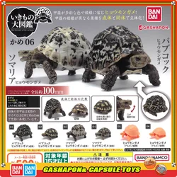 BANDAI Biological Encyclopedia Action Figures Model Amphibians Leopard Tortoise Gashapon Ornament Genuine Collect Ornaments