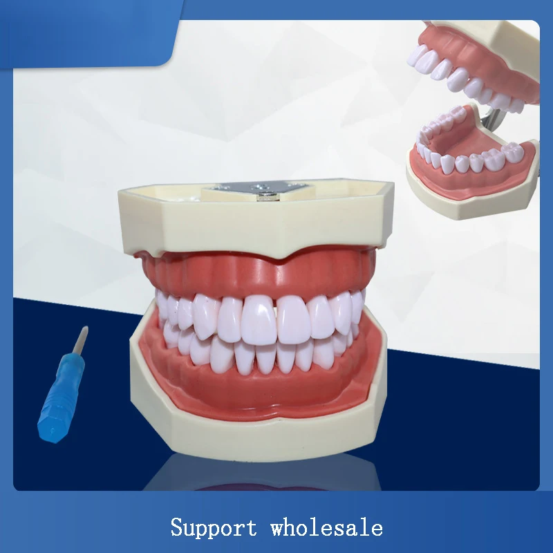 Dental Teeth Model, 28 Pcs Removable Teeth, Dental Practice Model for Tooth Preparation, Oral Teaching Study Model