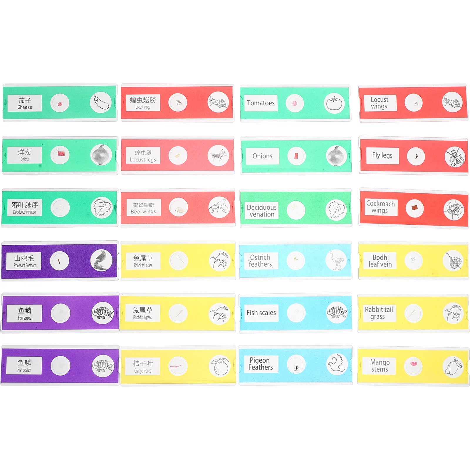 Set di 24 vetrini per microscopio per bambini, kit educativo per campioni biologici con piante, insetti, fiori, campioni per esperimenti scientifici