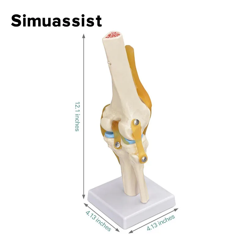 1:1 modello di articolazione del ginocchio flessibile con legamenti e Base femore Tibia e Fibula modello di anatomia ossea insegnamento medico