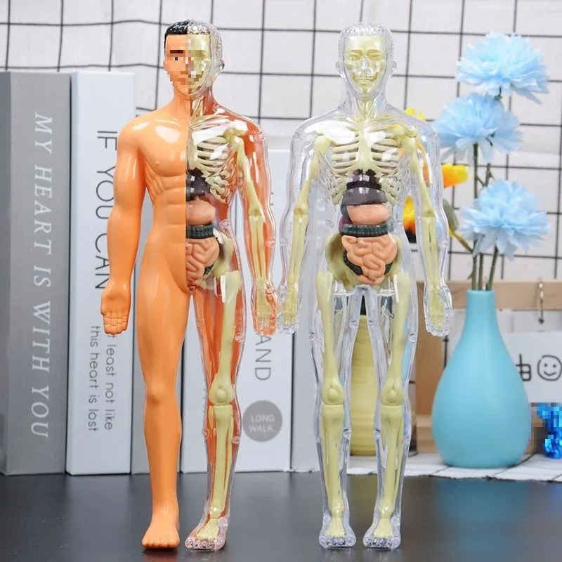 

30pcs Human Anatomy Model Kit Teaching Skeletal Model - Detachable Skeleton and Complete Torso Medical Kit with Removable Organs