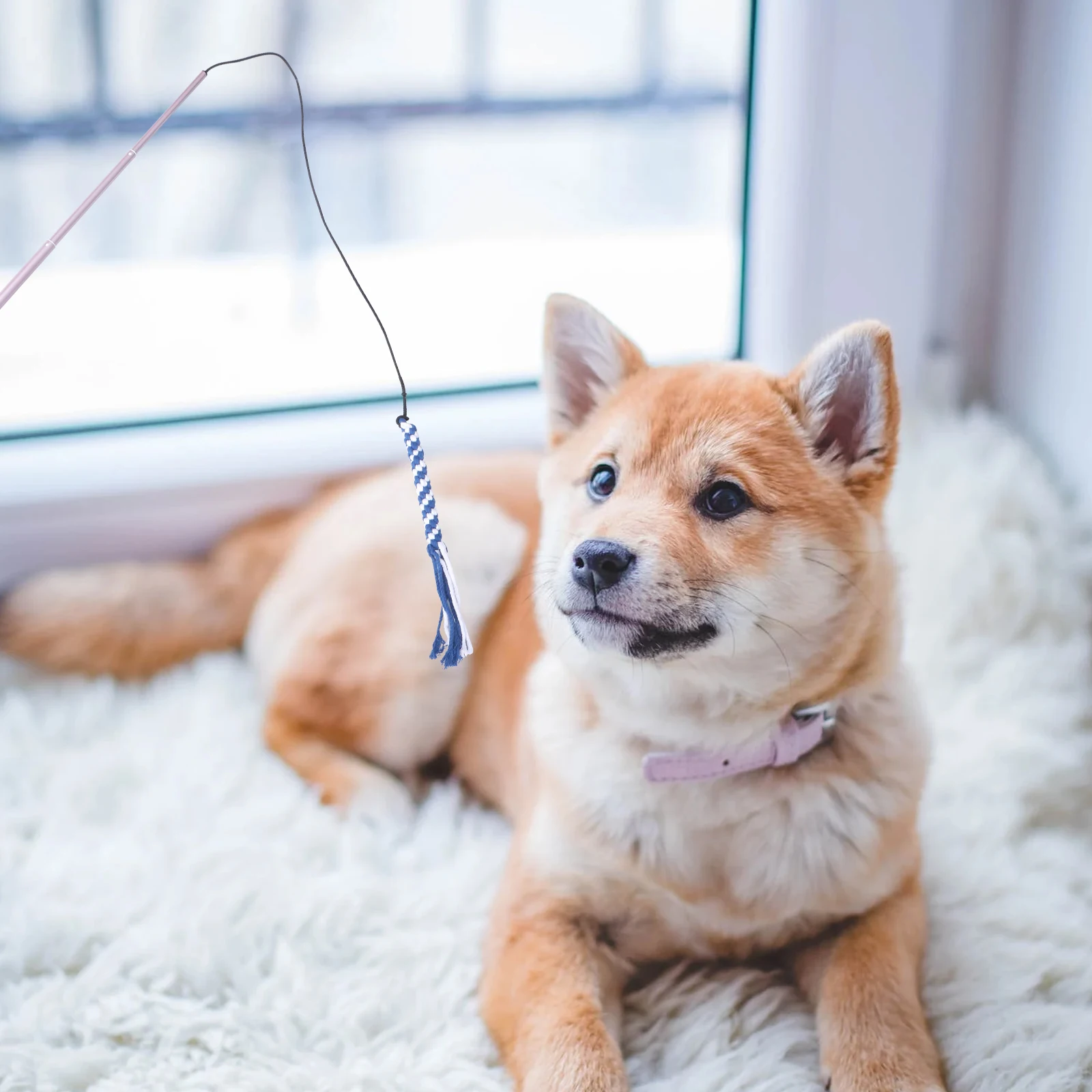 

Interactive Extendable Flirt Pole Collapsible Pet Durable Safe Puppy Chasing Dog Exerciser Mental Stimulation