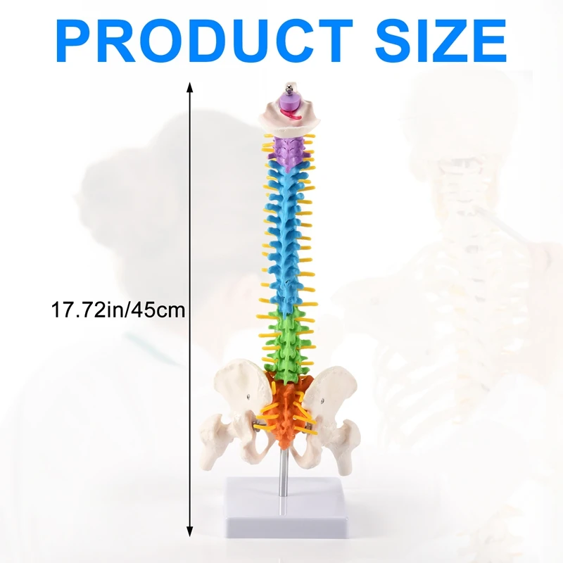 Imagem -06 - Modelo de Coluna Espinhal para Estudantes Humanos Pélvicos Anatomia Recursos para Ensino 45cm