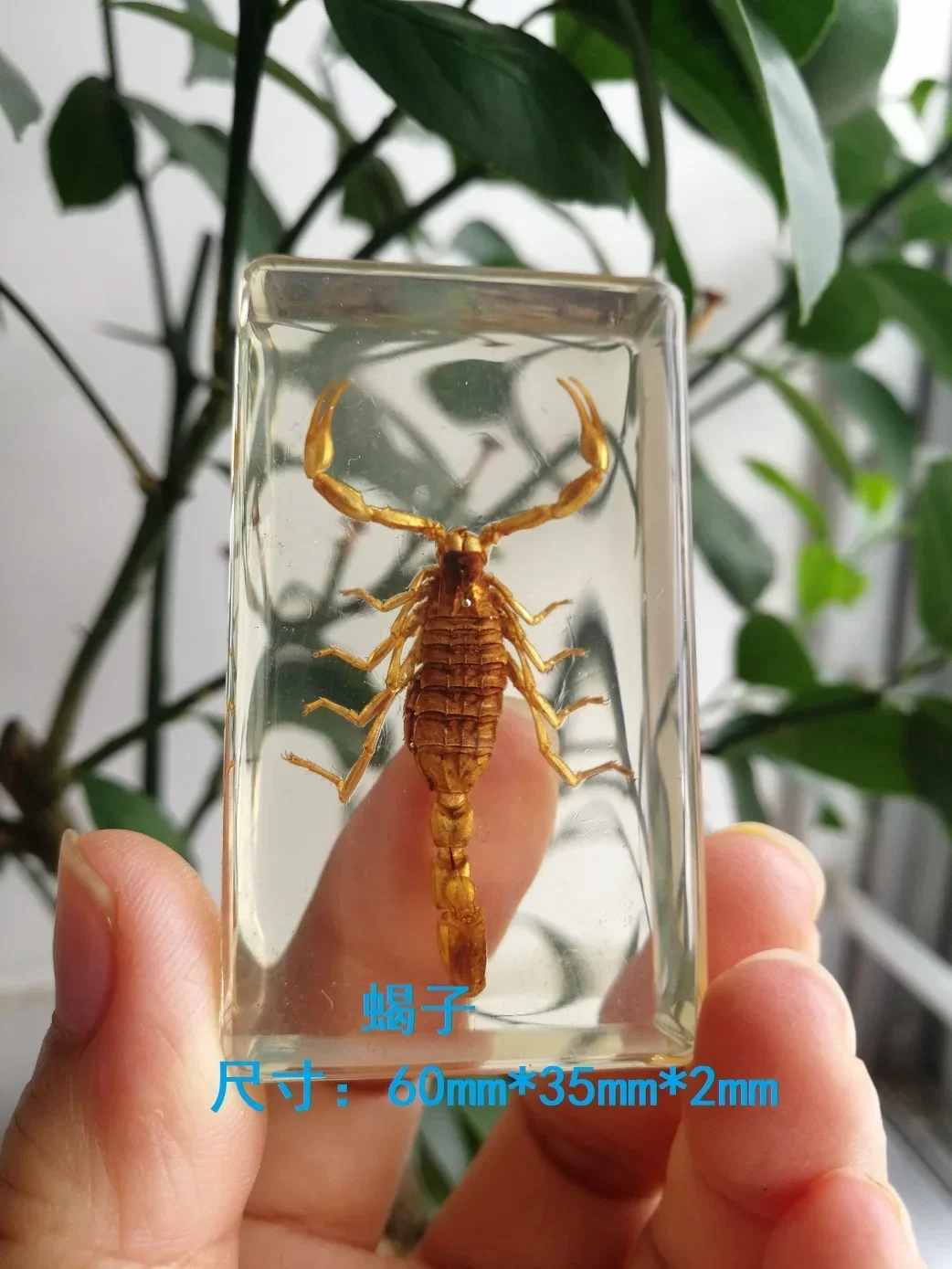 Resin Insect Bug Specimen Taxidermy Epoxy Resin Bug Spiders Beetles Specimen Model Scorpion Insect Crafts Decoration Ornament