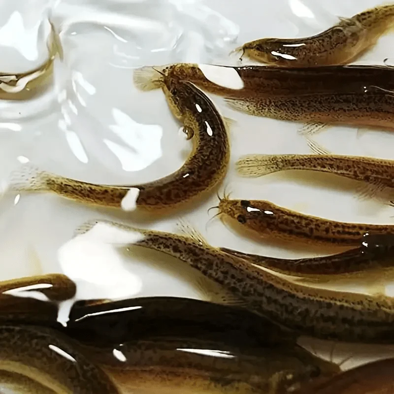 4PC New Loach Bioni…