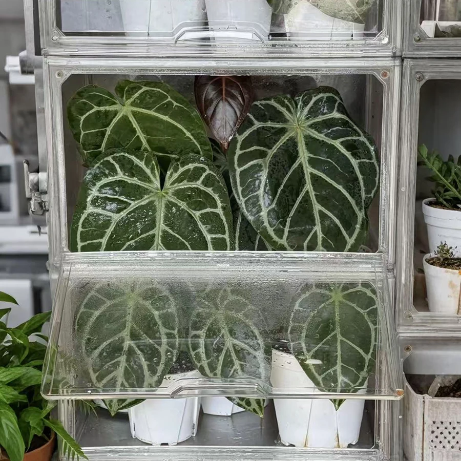 Plant Incubation Box Tropical Plant Insulation Box Home Small Greenhouse Warm Shed Balcony Seedling Box Moisturizing Box