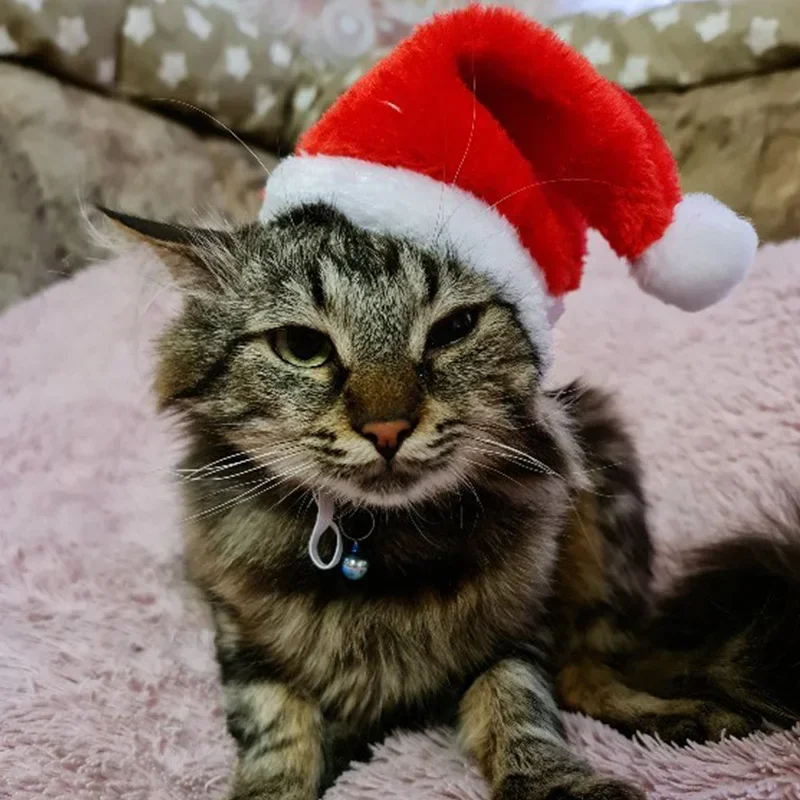 Cappello di natale Pet piccolo inverno caldo peluche cappello di babbo natale per cane gatto buon natale decorazioni natale capodanno Noel Navidad regalo