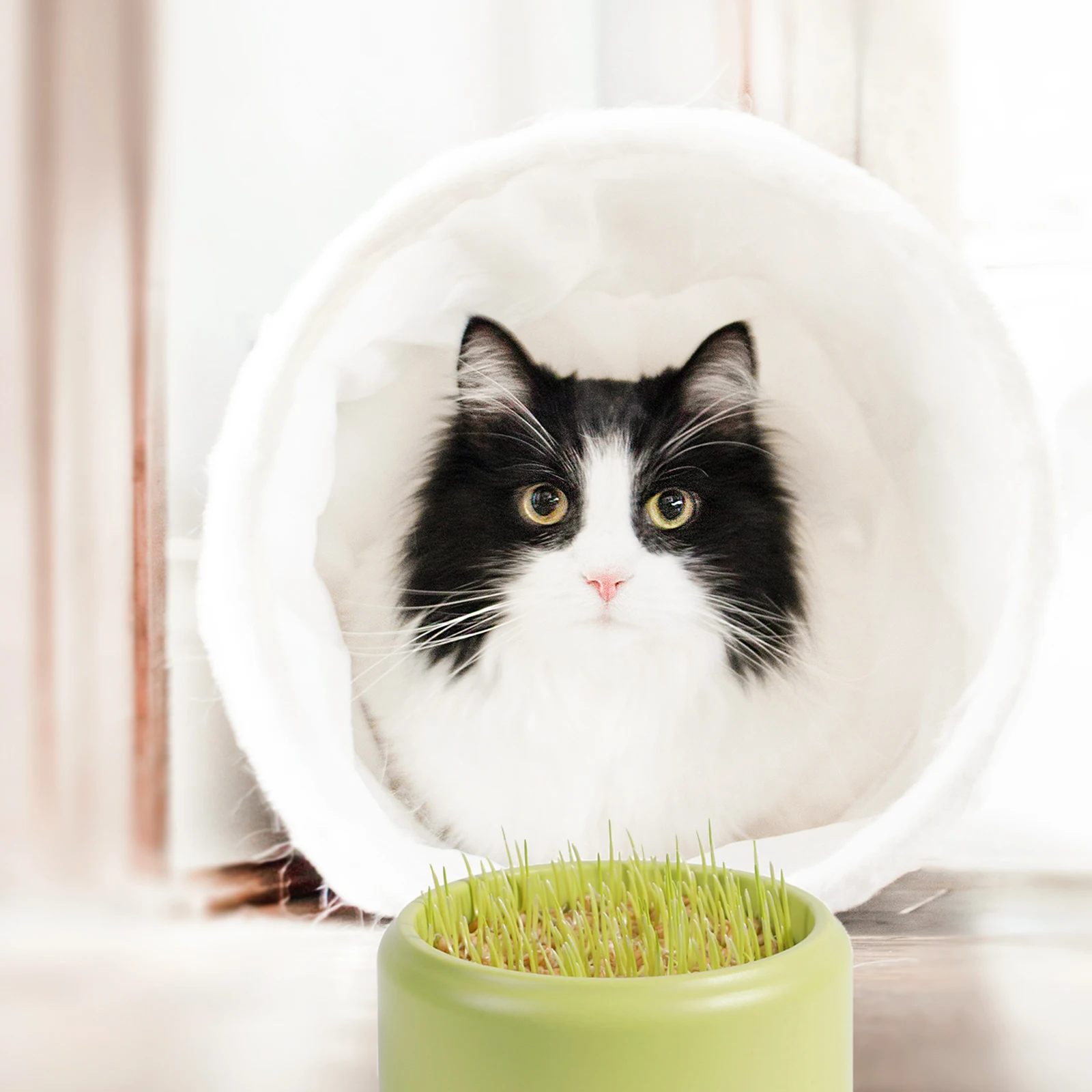 

Cat Grass Planting Box Household Soilless Hydroponic Planter For Home Pet Use Cat Plant Pot Nursery Garden Creative