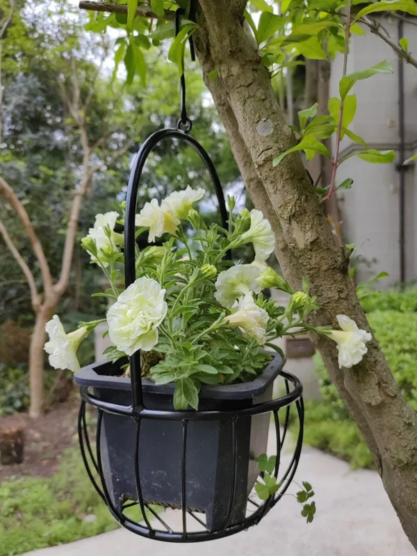 إطار سلة معلق من حديد الأوركيد المعلق باللون الأخضر، إطار وعاء الزهور المعلق لتطبيق غرفة المعيشة