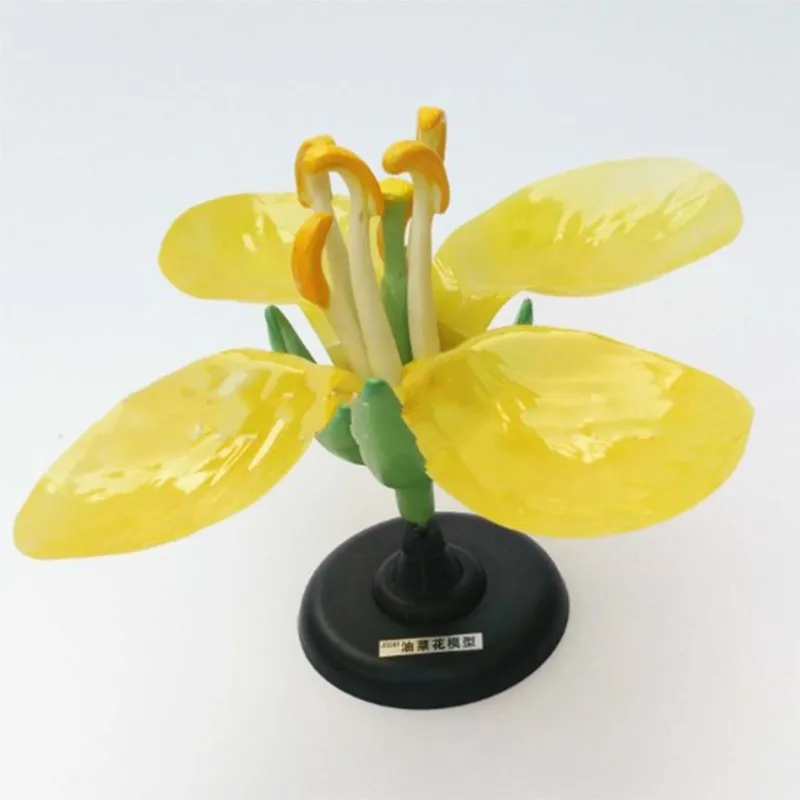 

Detachable Giant Dicot Flower Cruciferae Rape Flower Anatomy Model Plant Anatomical Model Biology Teaching Experiment Equipment