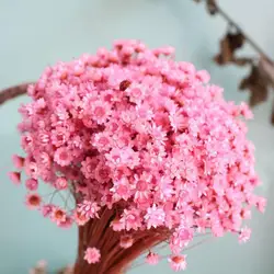 Ramo de flores secas para decoración de boda, flores secas de Gypsophila vívidas naturales, antialérgicas, de larga duración, 30 unidades