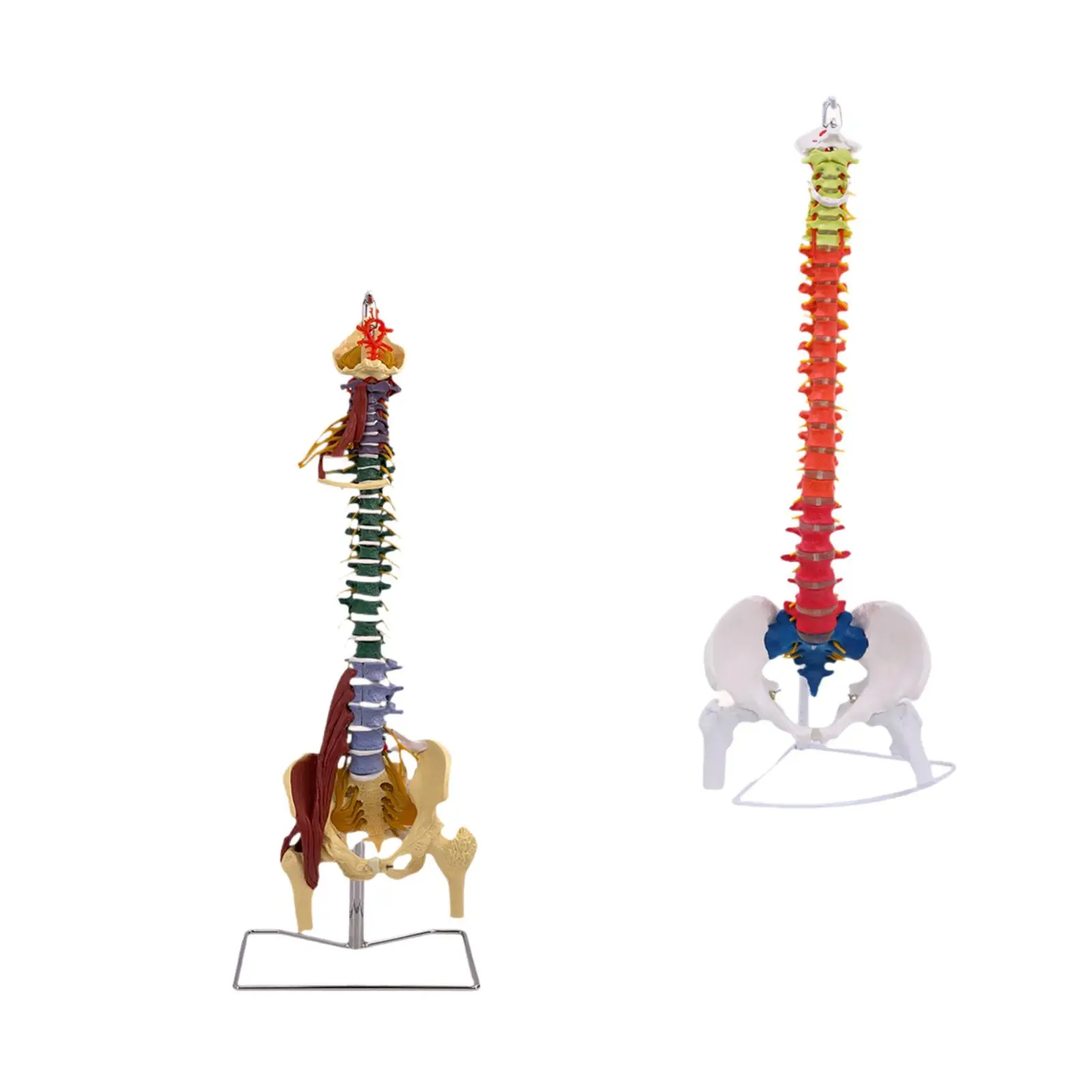 Spine Model Spine Display Stand with Femur with Stand Desktop Decoration Detailed Skeleton Vertebral Column Model Learning