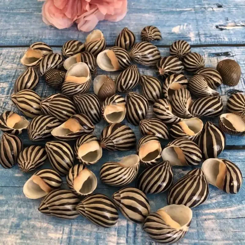 Natural Sea Snail Shell Rare Specimen Snail Snail Fish Tank Landscape Creative Gift Beach Decor Ocean Decor Seashells