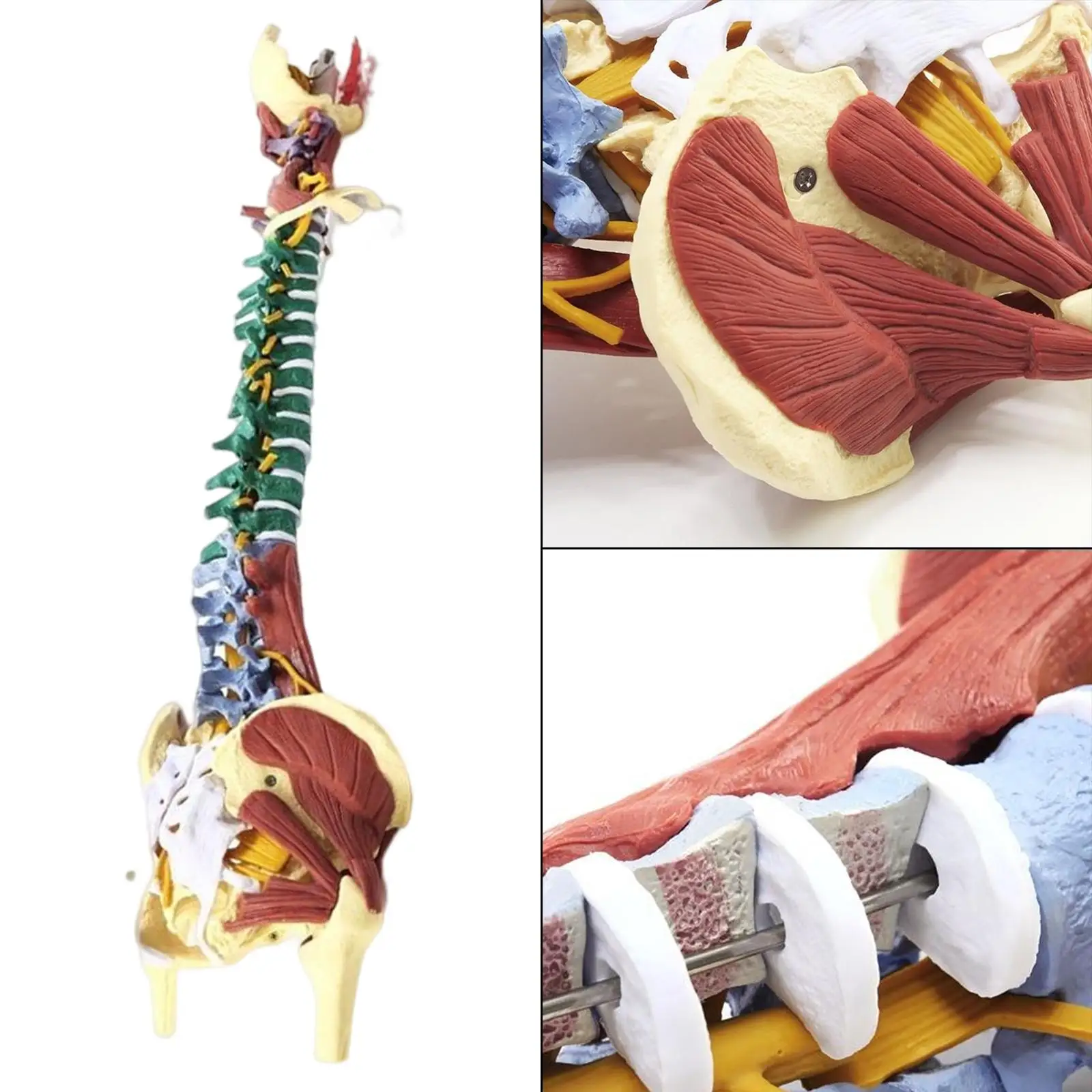 85cm Human Spine Model Science Classroom Study for Study Display