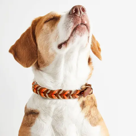 Coleira e trelas para cachorro de couro marrom, terno com padrões tecidos, bonito, durável, nylon, cores laranja, corda, design à mão livre, novo, 2026