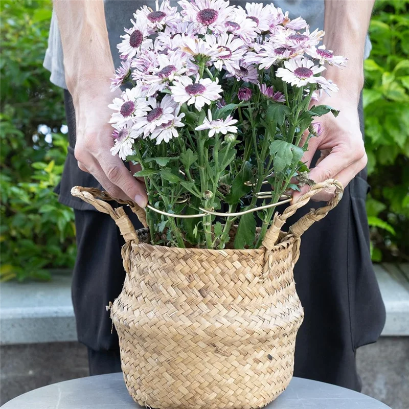 A56P-Monstera الجذعية دعم 5 قطعة نظام دعم النبات ل Monstera ونباتات قذيفة السلحفاة-مشابك أوراق عالية الجودة #3