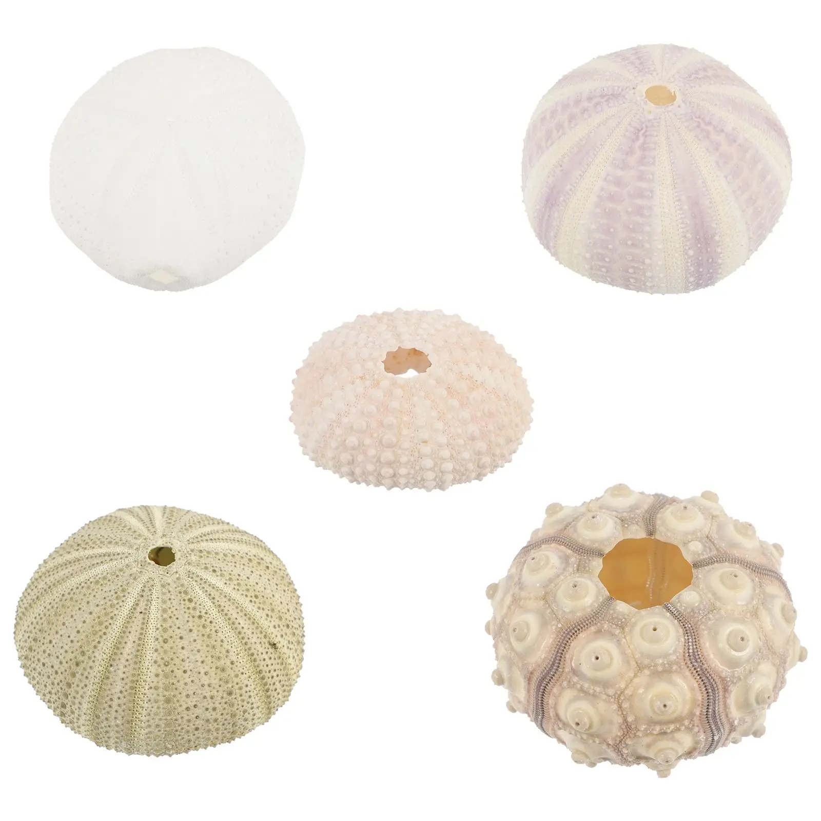 

5 Pcs Home Decoration Sea Shells DIY Fish Tank Accessories Aquarium Landscape Ornaments Safe Durable Pet Supplies