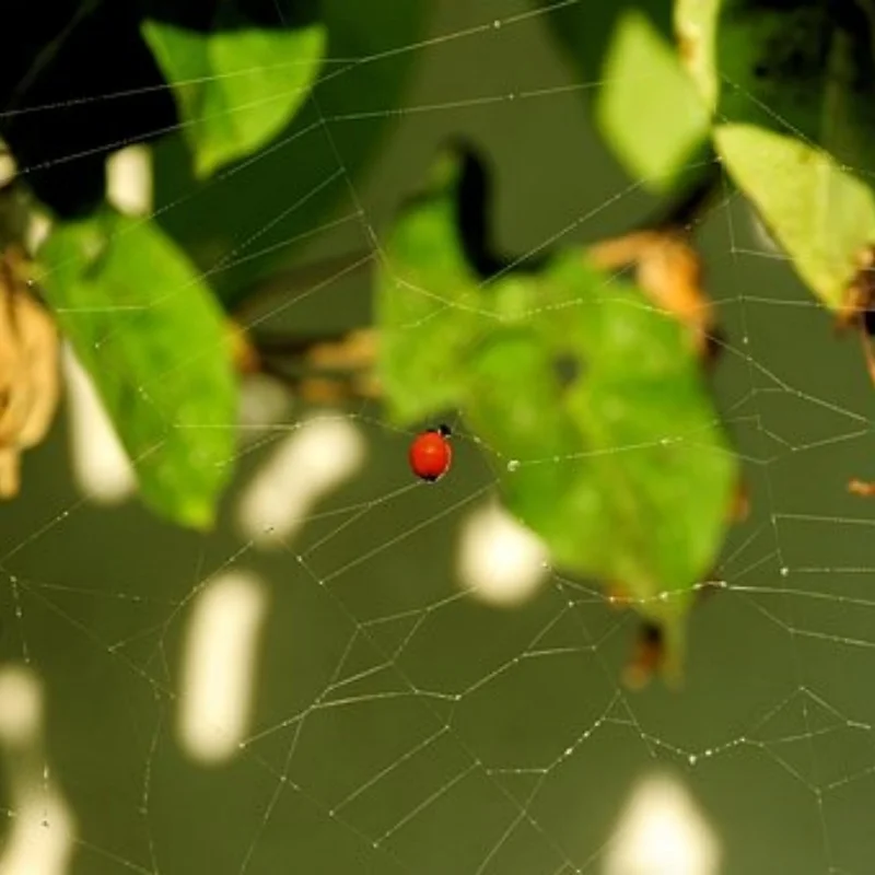 

ДЛЯ 1/10 4-TEC DRIFT MUSTANG Защитная крышка шестерни