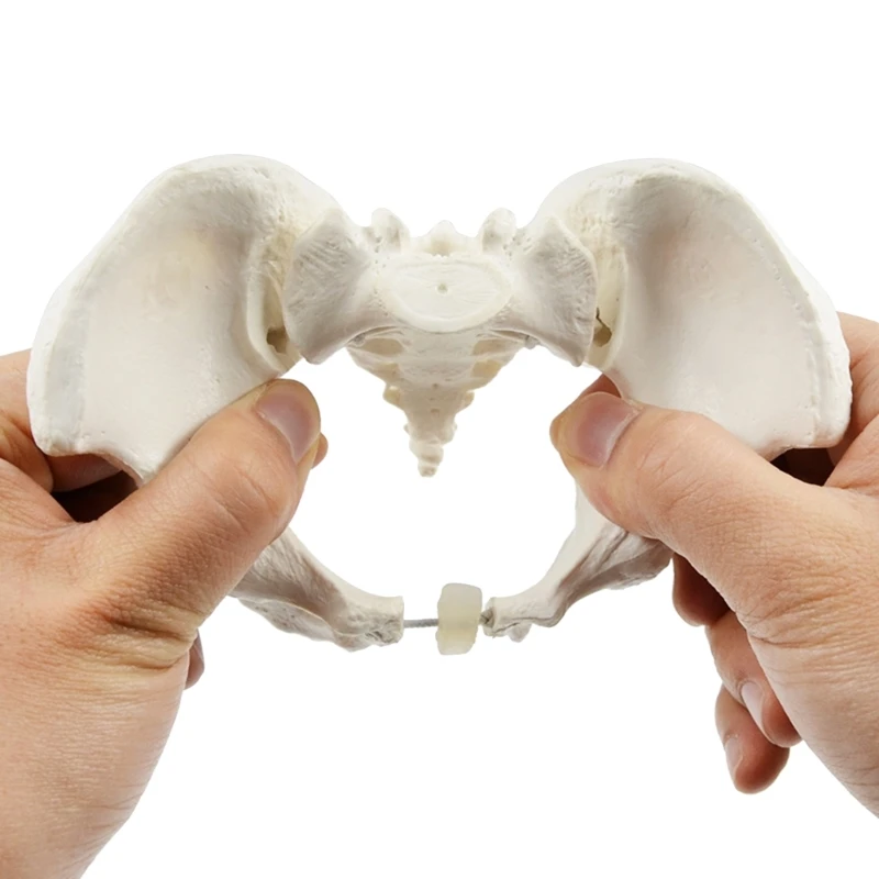 Flexible Female Pelvis Model On Elastic, Mini Size Pelvic Skeleton Model, Anatomy Medical Model for Science Education