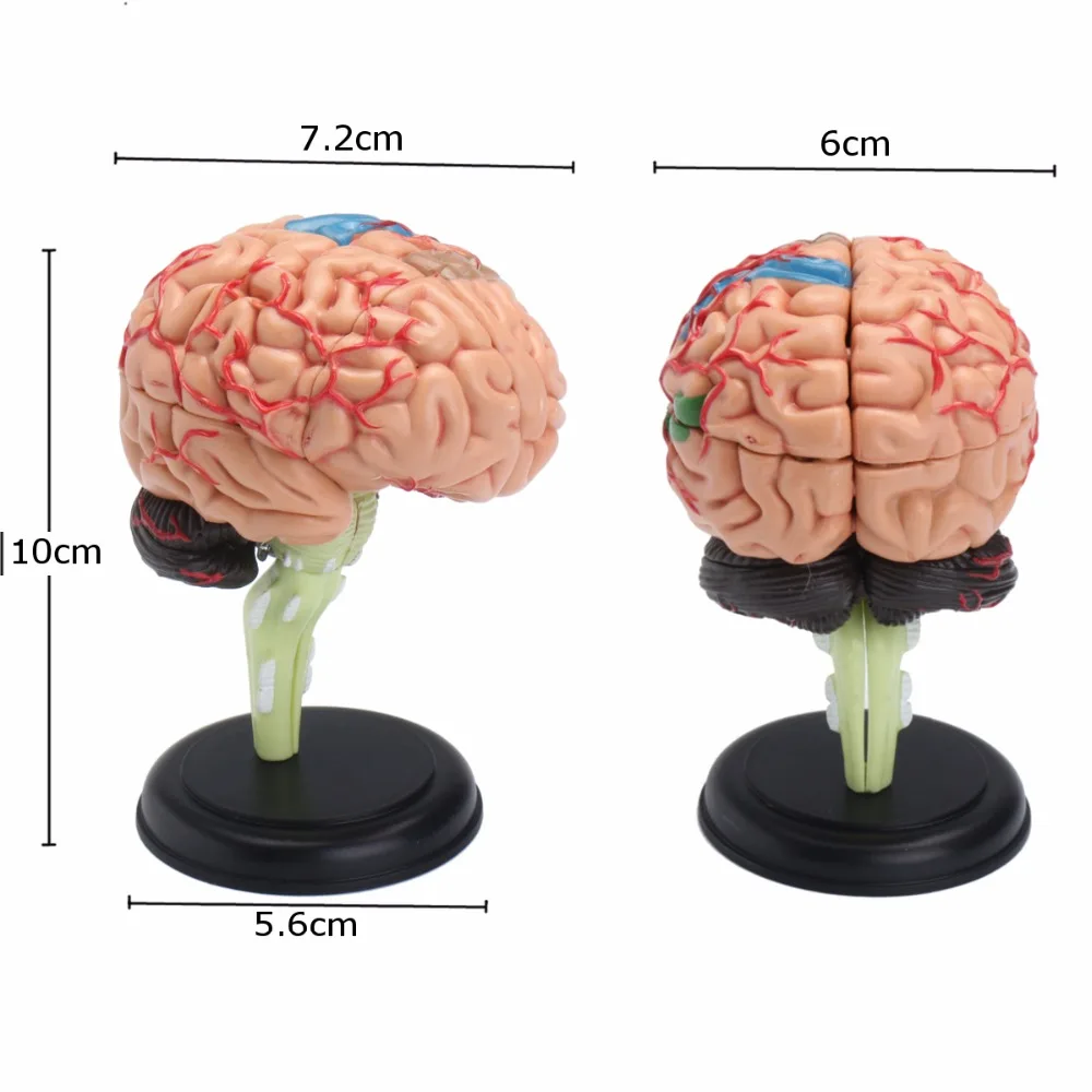 4D 해부학 인간 뇌 모델, 해부학 의료 교육 도구, 장난감 조각상, 7.2x6x10cm