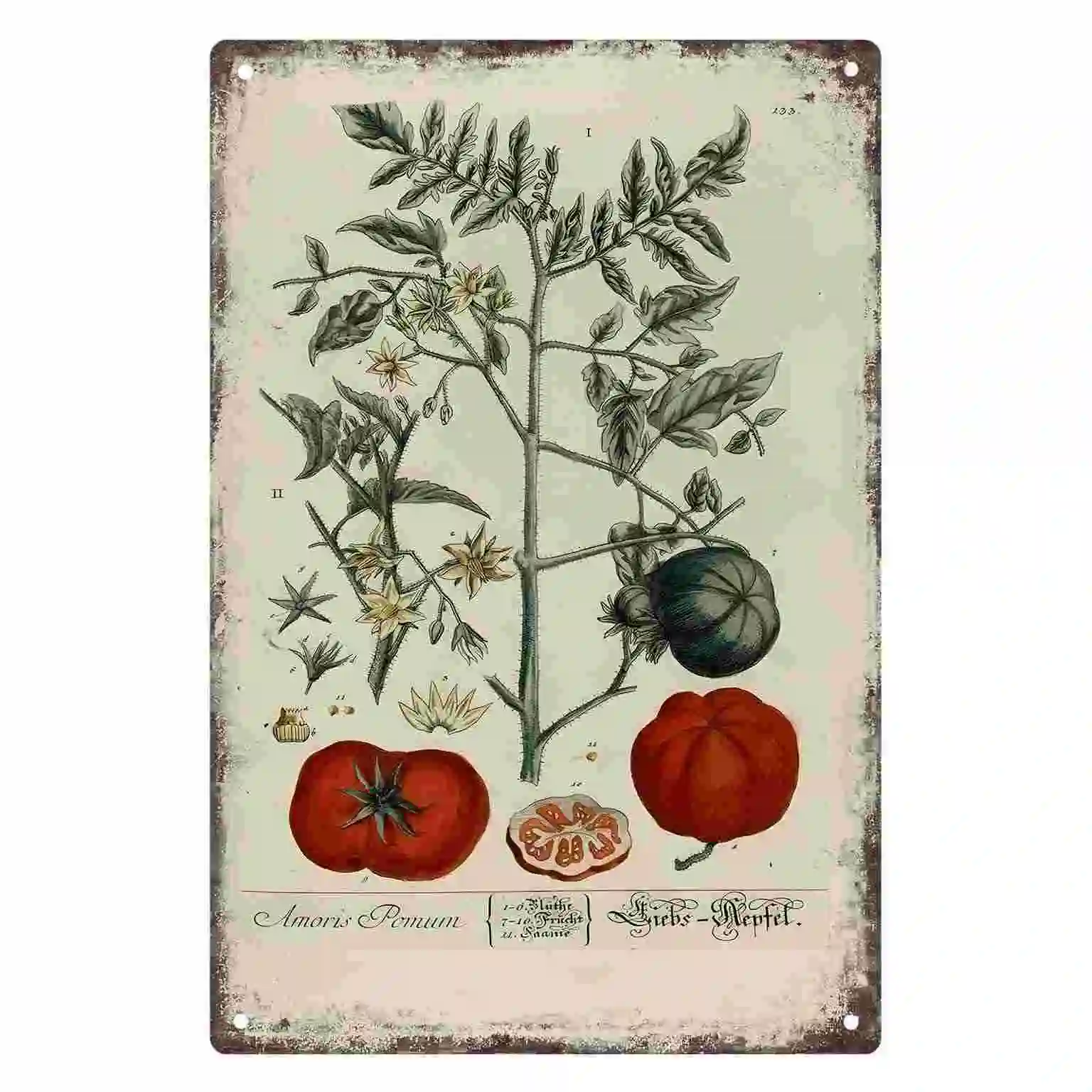 2D FLAT 1pc Vintage Tomato Botanical Illustration Wall Art Decoration for Kitchen Cafe Dining Room Bedroom Porch And Garden