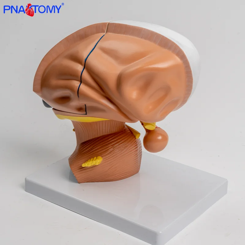 Human Thalamus Model 4-part Interbrain Intuitive Brain Teaching Model