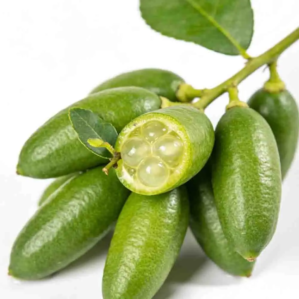 

T-MOTOR F90 2806.5 1300KV 1500KV 1950KV 5-6S Long Range Brushless Motor for Racing Freestyle 5/6/7inch Long Range Drones RC FPV