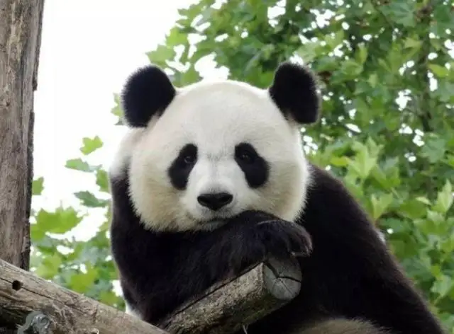 

Carbon Fiber Chrome Car Door Handle Cover Scratch Protective Accessories For Toyota Harrier 2022 2023 2024