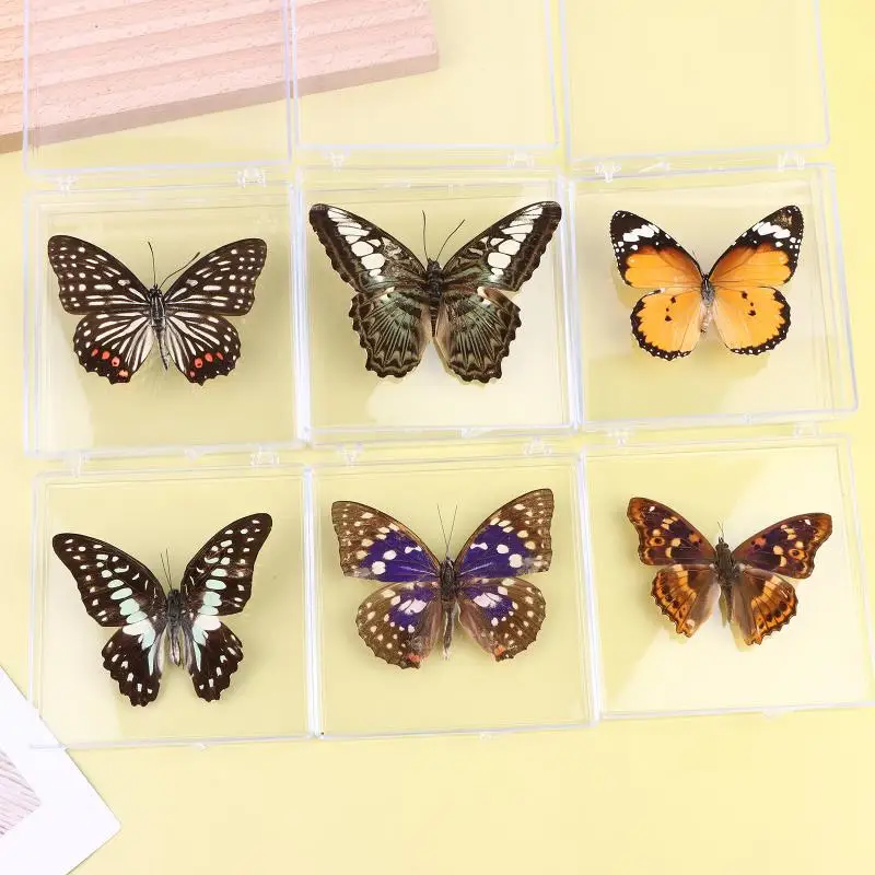 1Pcs Butterfly Specimen Exquisite Gift for Girls Children's Day Teachers Day Home Decor Insect Collection Art