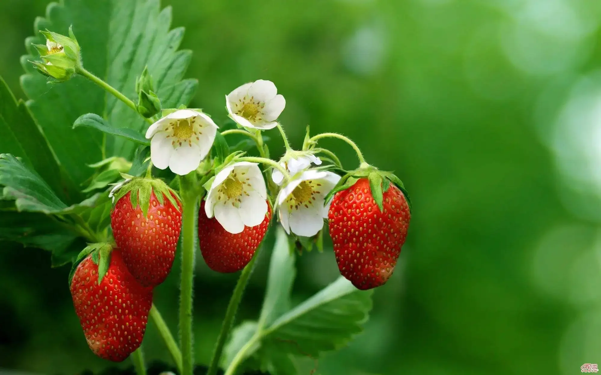 Strawberry Fertilizer Supplemental Plant Nutrition Hydroponics Garden Sweetener Expanded Fruit Rapid Rooting Plant Grow Roots