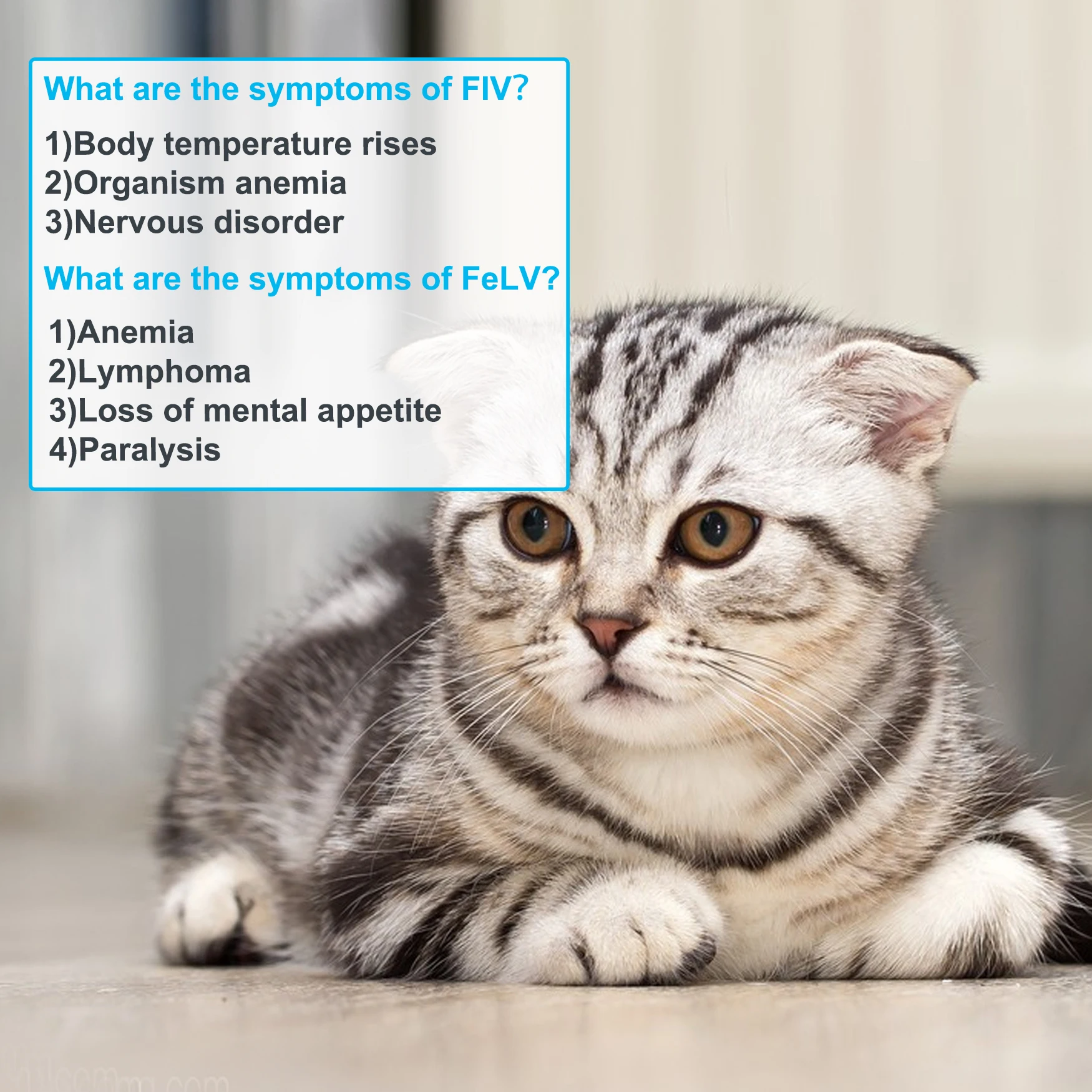 Imagem -03 - Monggoq-kit Auxiliar de Testes de Diagnóstico para Gatos Pet Feline Fiv Rápido Felv Leucemia 10 Embalados