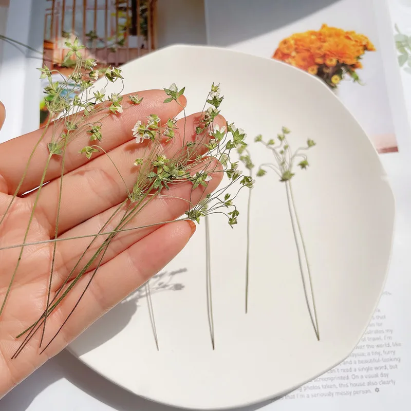 6-10 cm/24 Stück, gepresste Blume, DIY-Nagelkunst, trockene Blume, Tropfkleber, Handyhülle, Schreibtischlampe, Fotorahmen, Hochzeit, Grußkartenmaterialien – Detail 5