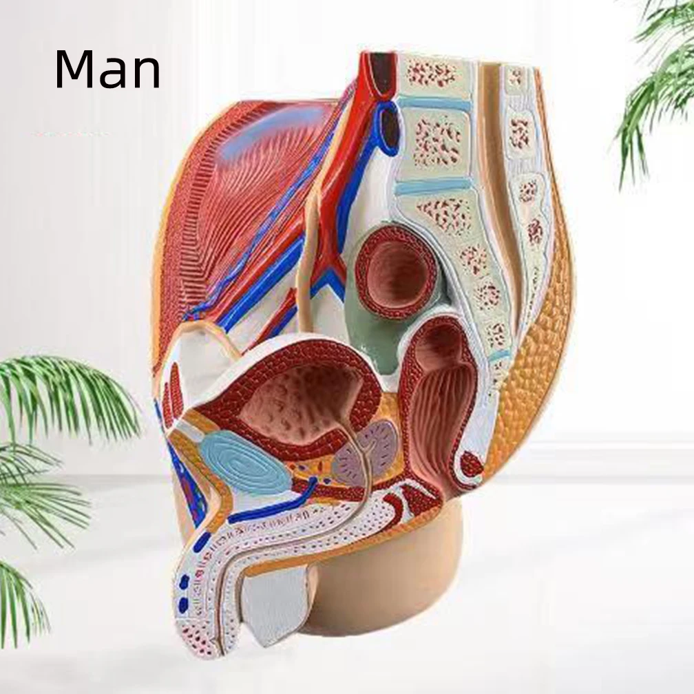 Medical Science Man Female Vagina Anatomical Model Lifesize Median Sagittal Section Human Woman Pelvic Cavity Structure Model