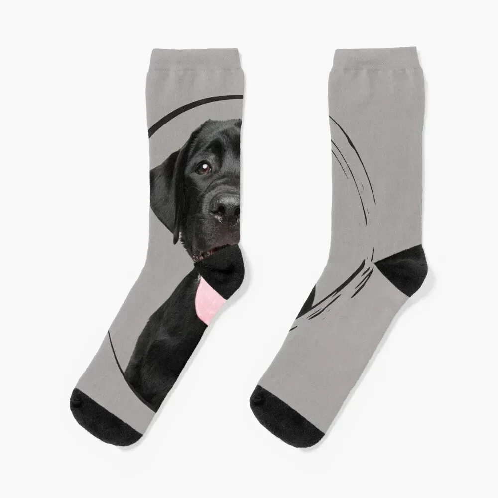 

charcoal lab puppies Socks Non-slip kids Socks Men Women's