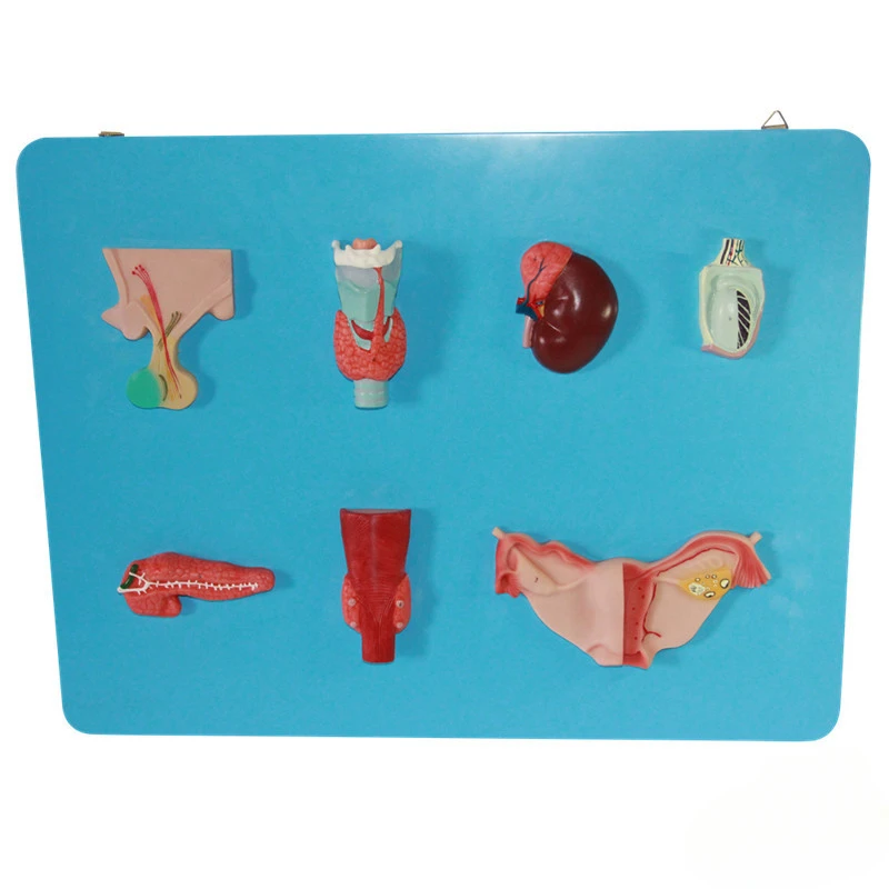 Human endocrine organ model, human endocrine system anatomy model teaching aids