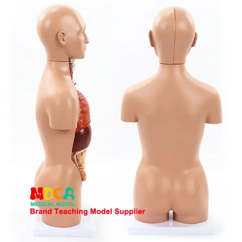 45cm Disassembled 16 Part Anatomical Model Of Bisexual Human Trunk And Viscera, Teaching Liver, Gastrointestinal Medicine MQG103