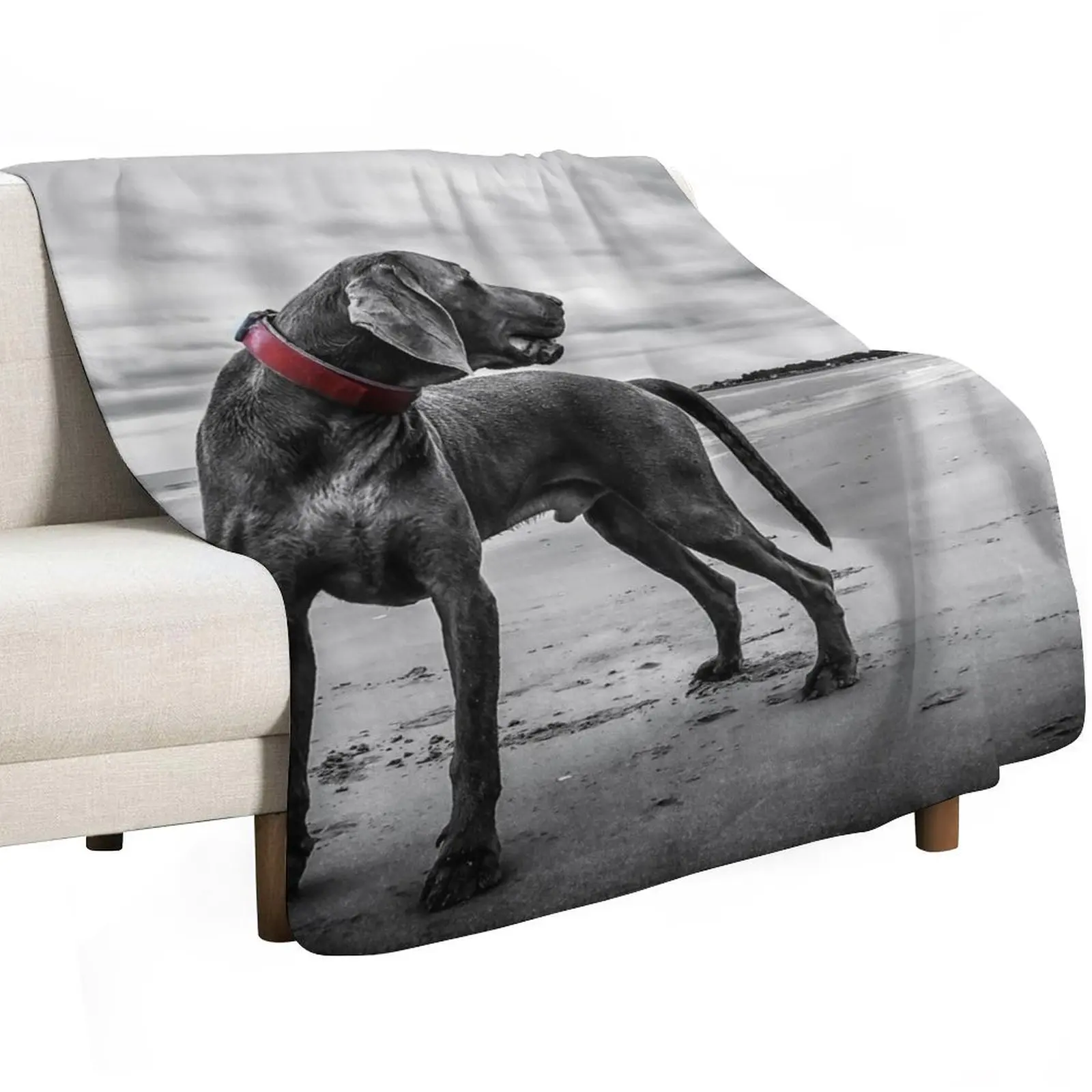 Weimaraner Throw Blanket Sofas Stuffeds anime Travel Hairy christmas gifts Blankets