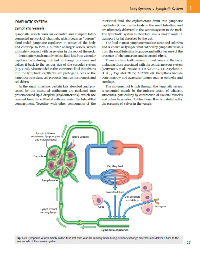 Anatomia de Gray para Estudantes-4 ° e 4 °