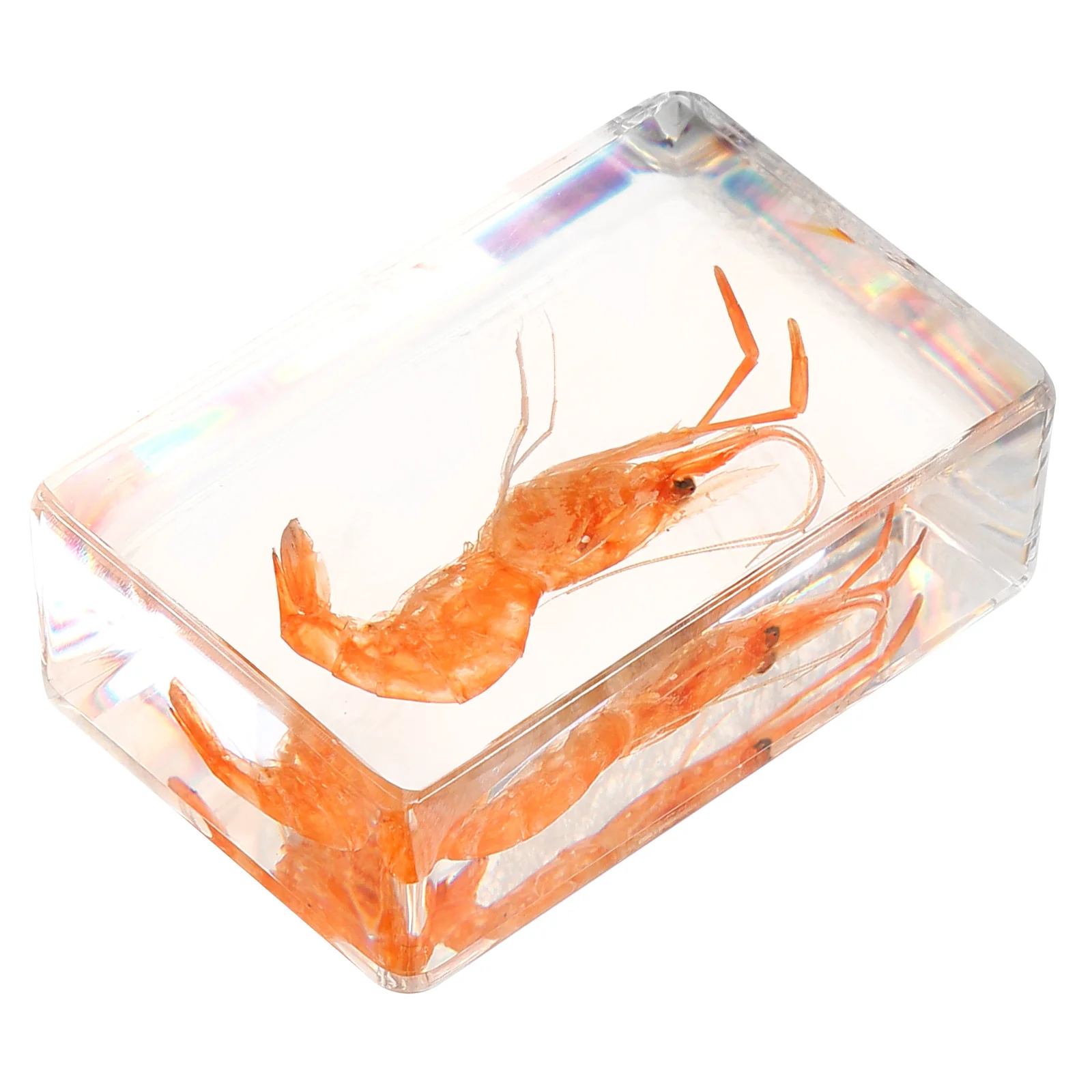 Insect Specimen Decorative Shrimp Collection Resin Crafts Decoration Artificial