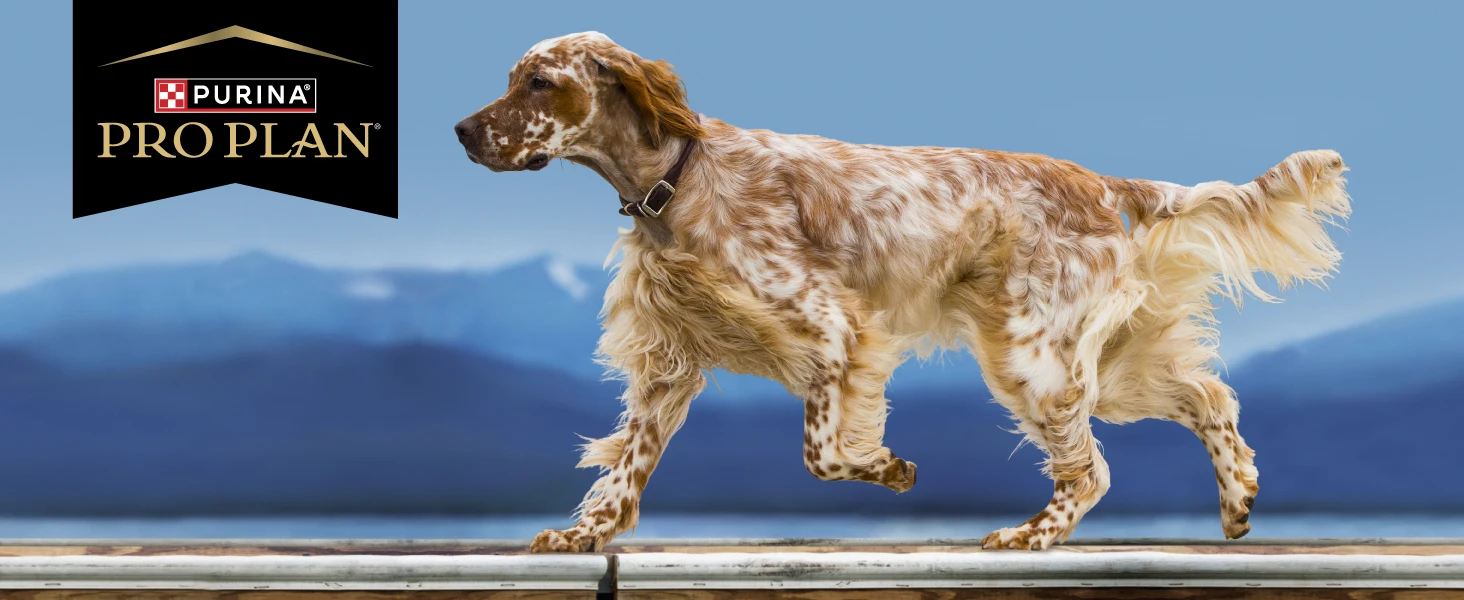 Pro Plan Logo with dog