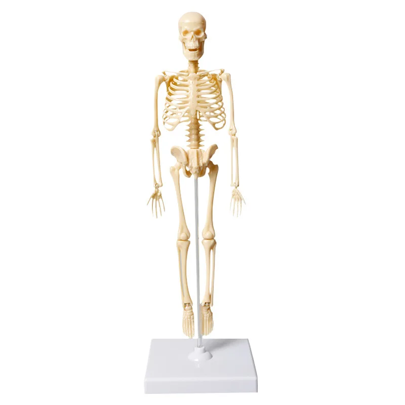 Skeleton Human Model Anatomy Skull Full Body Fingers And Toes Can Be Adjustable Toy Dropshipping Medical Science Teaching DIY